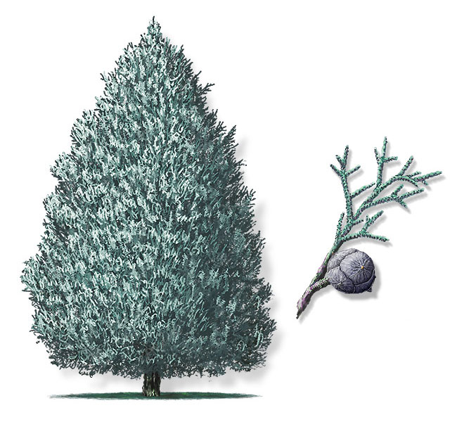 نهال سرو نقره ای